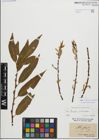 Foto von Salix fragilis L. x Salix triandra L.